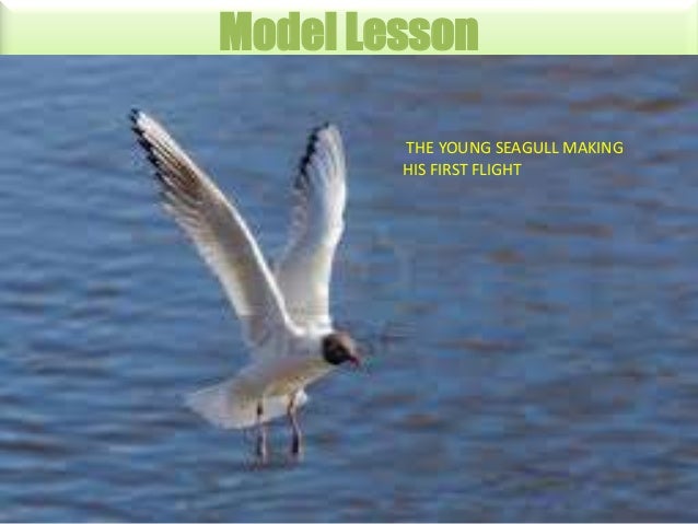 his first flight summary in english his first flight summary in tamil